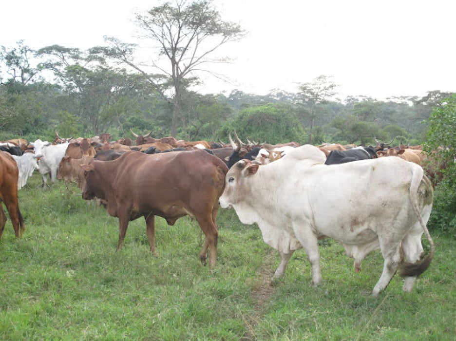 Cows from Uganda
