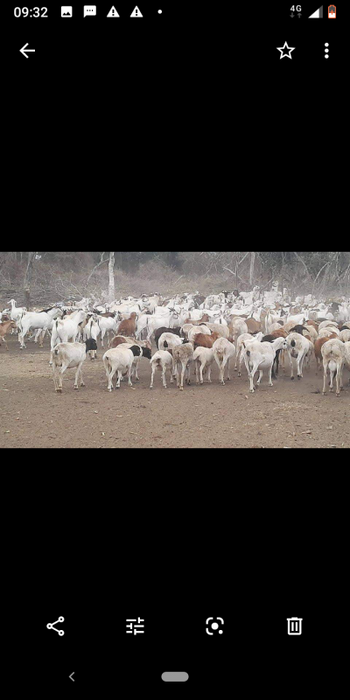 Goats from Uganda