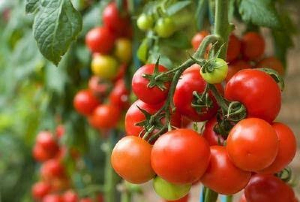 Tomatoes from Uganda