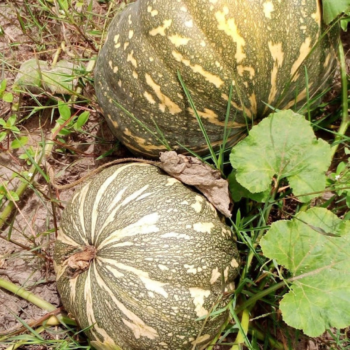 Pumpkins from Uganda