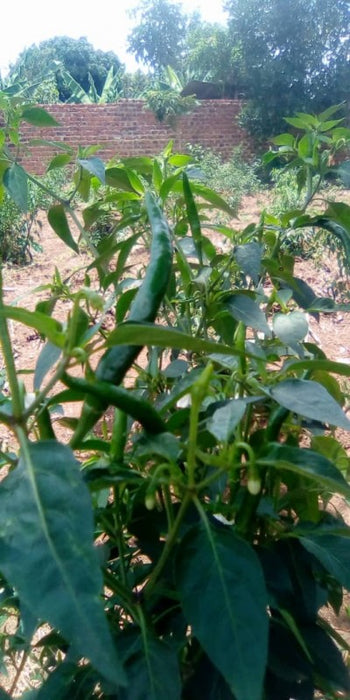 Green Chilli from Uganda