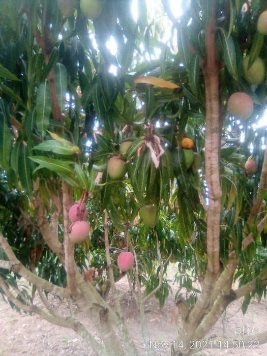 Mango fruits from Uganda