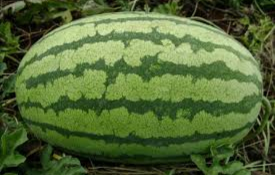 Watermelon from Uganda