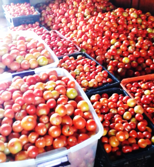 Tomatoes from Zimbabwe