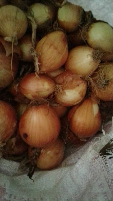 Dried Onions from Zimbabwe