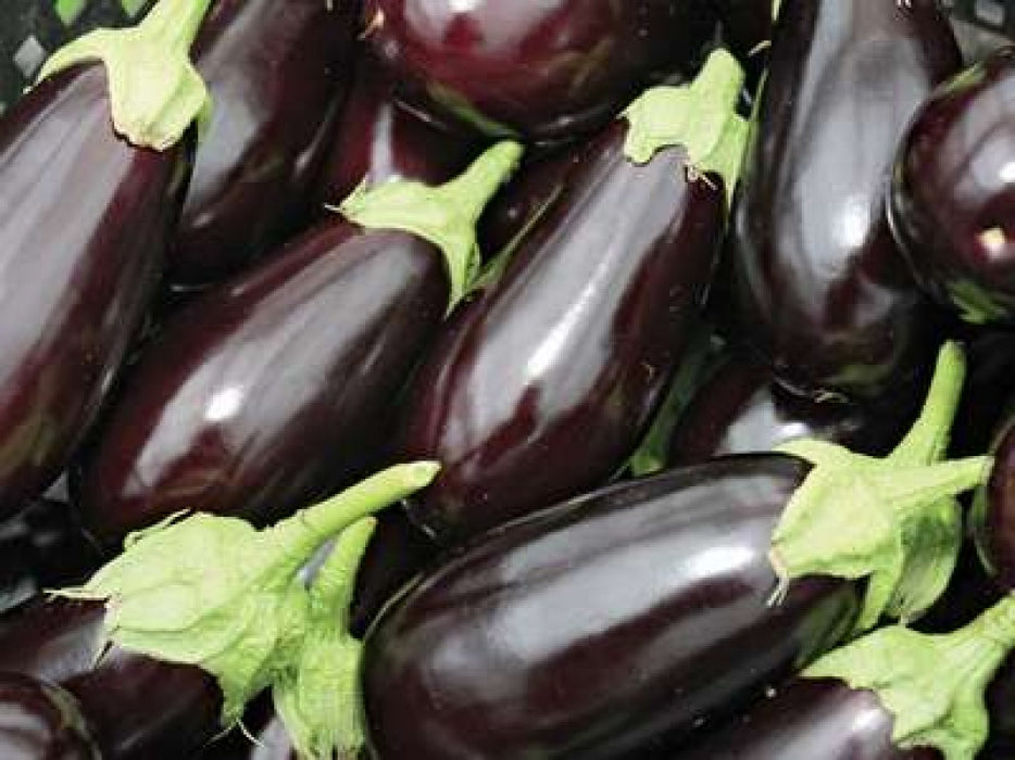 Eggplant/ Brinjal/ Aubergine from Zimbabwe
